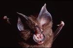 Scientists Find SARS-CoV-2 Related Viruses in Cambodian Bats
