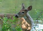 There’s a COVID-19 epidemic in deer in the U.S.