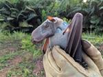 WCS Wild View Blog: An Eye On the Congo's Hammer-Headed Bat 
