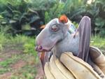 GPS Tracking of Hammer-headed Bats