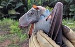 Find Out Where Bats Go in the Congo...