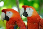 Saving Guatemala’s Vanishing Macaws