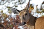 Infectious Foot Disease in Huemul: a Deer in Danger of Extinction