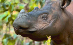 Saving The Sumatran Rhino  
