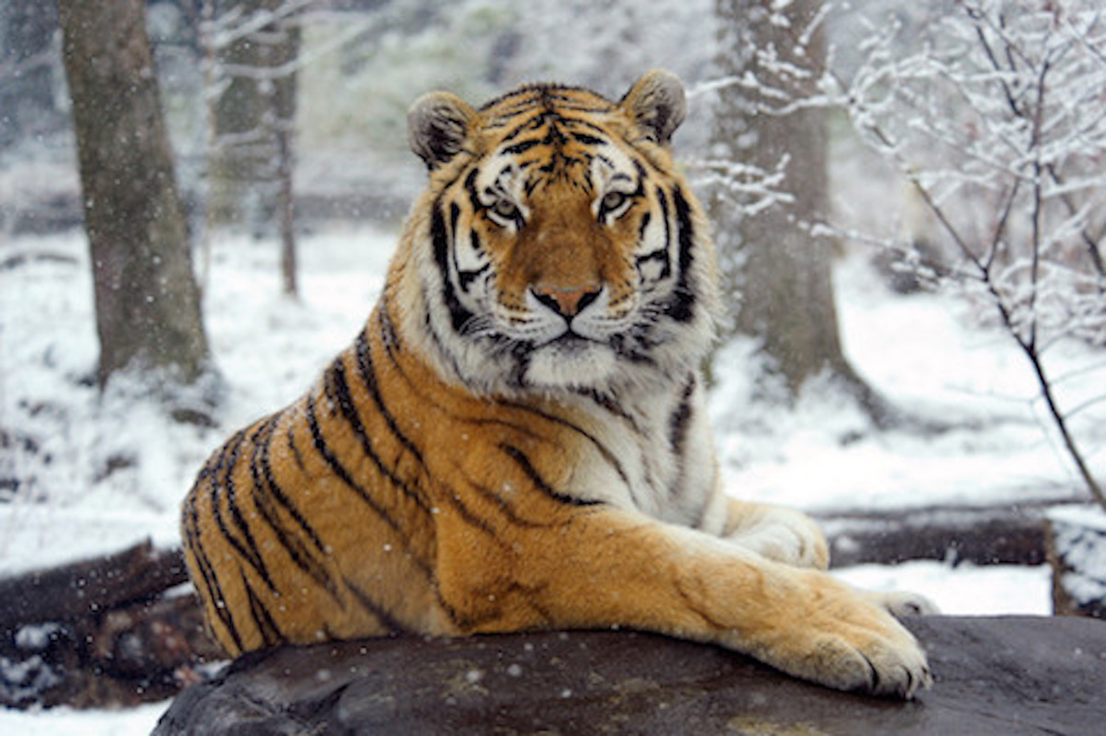 Coronavirus Tiger At New York S Bronx Zoo Tests Positive South China Morning Post